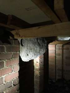 European Wasp Nest Under Sub Floor