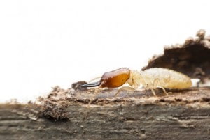 Termite on decomposing wood