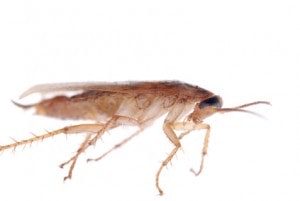 cockroach