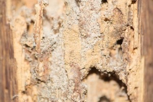 Termite damaged timber